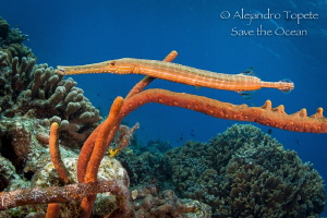 Trumpet Fish, Cozumel Mexico by Alejandro Topete 